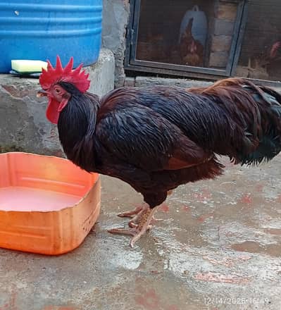 Breeder RIR Heritage Male