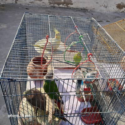 all birds parrot with cage