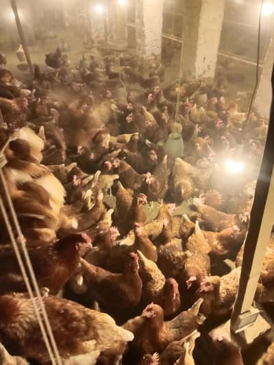 Lohman Brown | German Breed lohman | eggs laying hens |lohmann