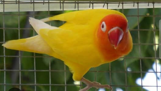 lutnino persnota Red eyes Breeder Male