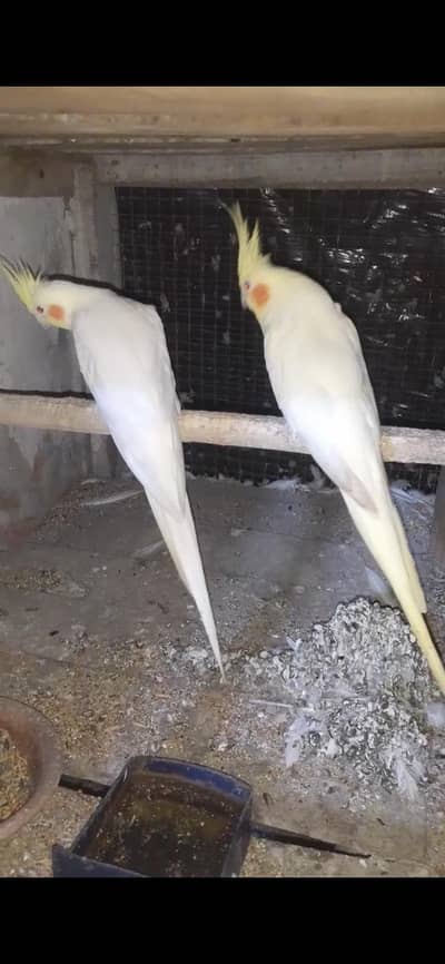 cocktail breader pair