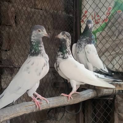 Chudari Wala kusoori Kabooter