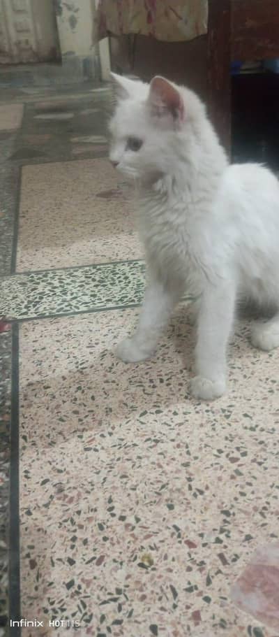 gar ke pale however ha