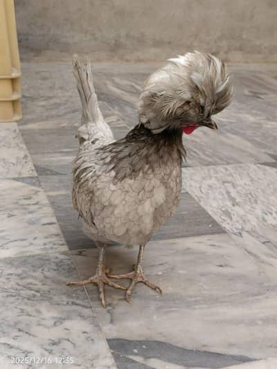 Crested Bread Egg laying Hen