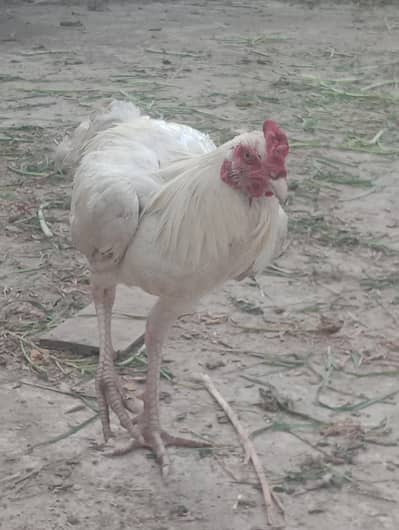 White Rooster's Cell