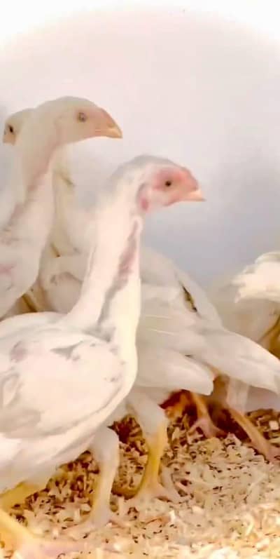 SHAMOO WITH JARMAN  030045/90211