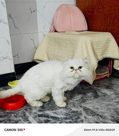Persian panch face  Breedar female