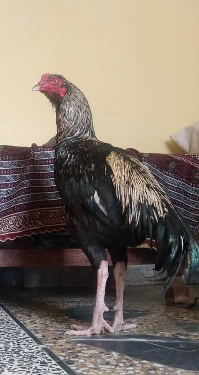 gufufufjfigigjfufufudydu