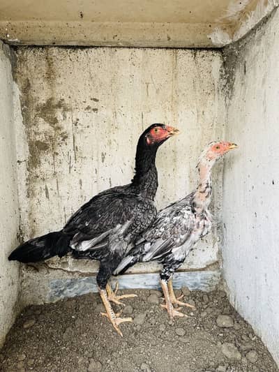 Mianwali Saleta pair