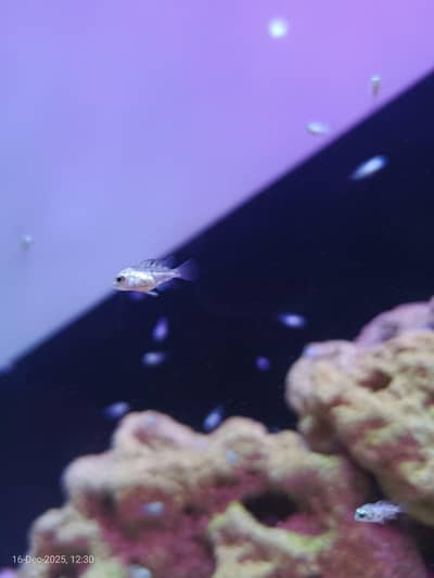 Blue Polar Parrot fry-Babies