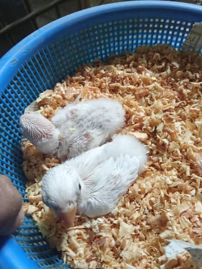 albino black eye chicks available