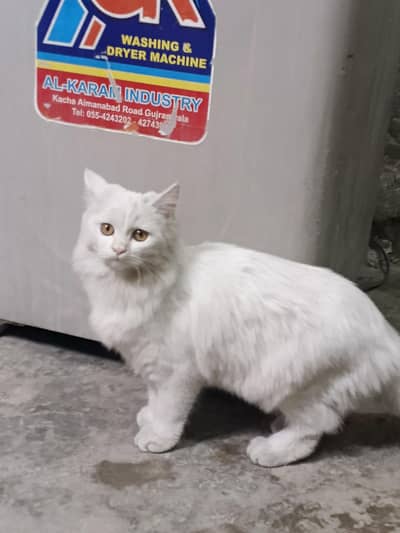 Persian cat female and good  cat  name of cat snow