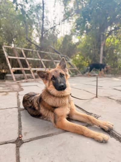 German Shepherd
