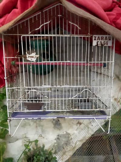 birde cage. . love bird pair and only fe males also avelbkle