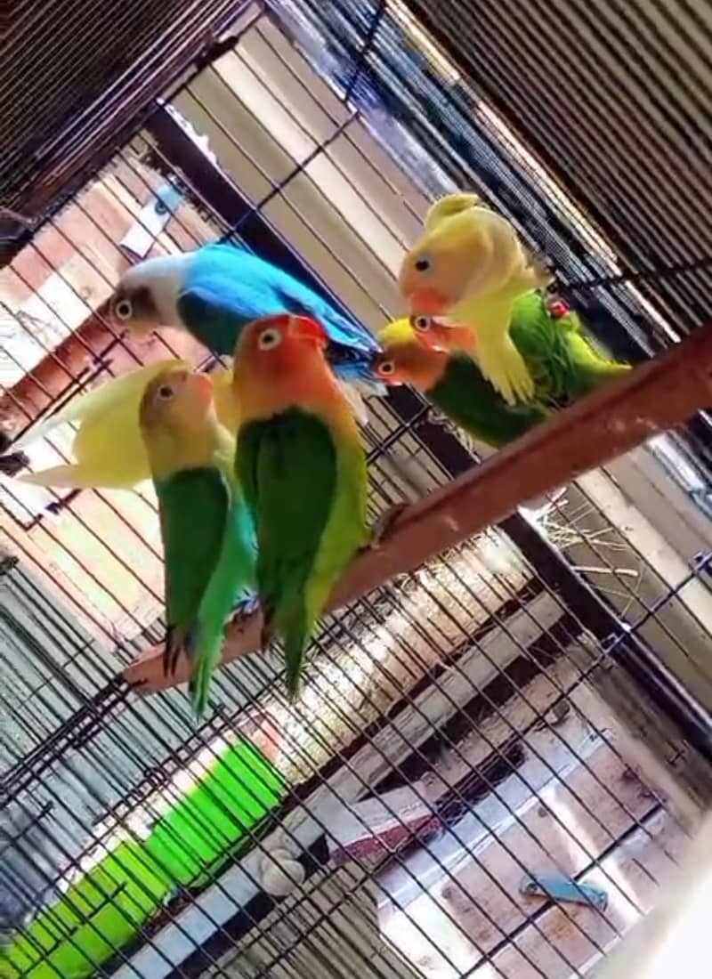 love bird split pf split inos split opaline 0