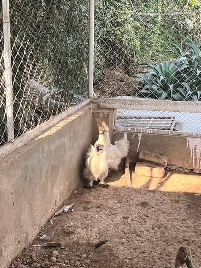 Silkie Breeder male