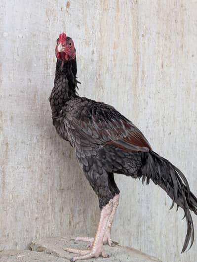 Murga For Sale / Kahki Mrurga / Saleta Colour