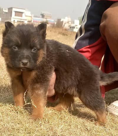 German shepherd mail 2 mahnt for sale active an healthe