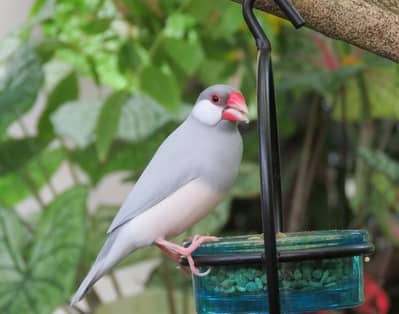 silver female available