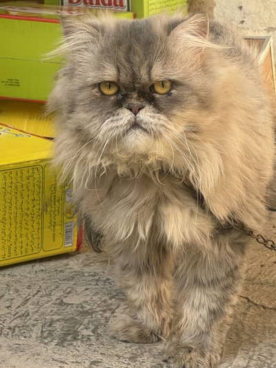 Male only for stud . Punch face near to piki face