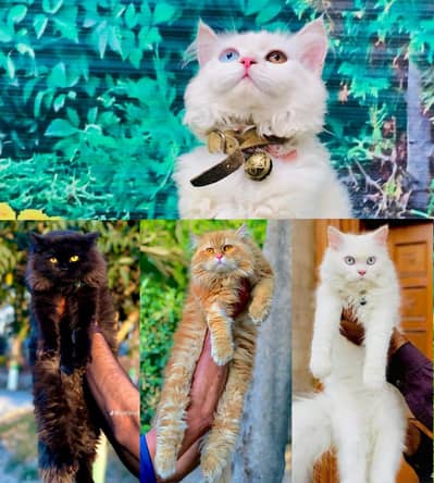 cash on delivery Persian Cats & Kittens Available — Healthy & Playful