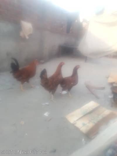 2 female hens and 1 Male Hen For Sale