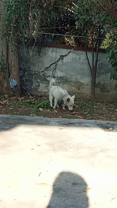 Russian dog for sell