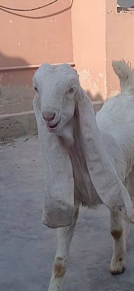 Top quality gulabi blood line bakray.