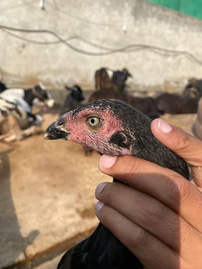 4 Female High Quality 3 Mushki 1 Lakhi