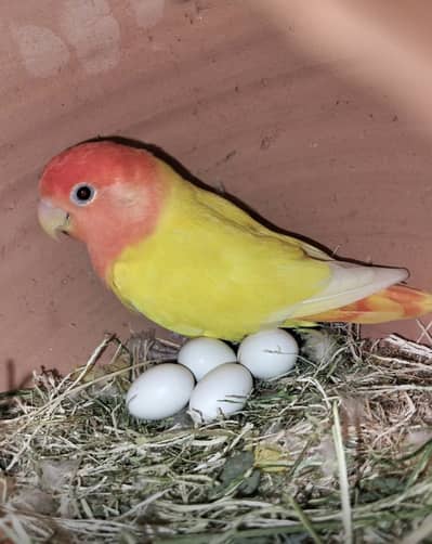 Breeder pair 100/100