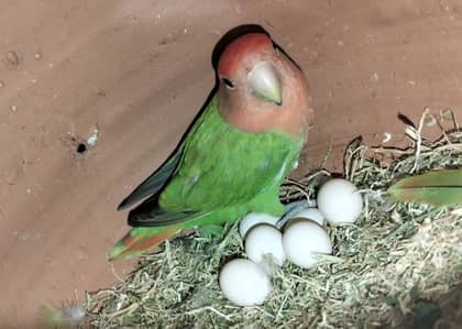 Breeder pair 100/100