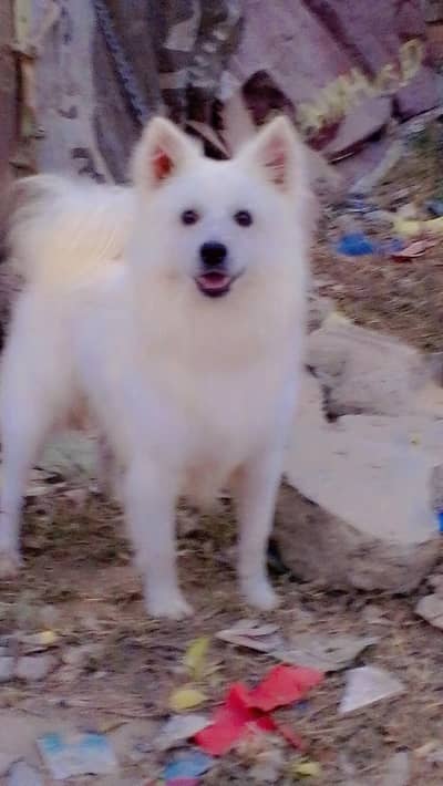 Russian dog male for sale