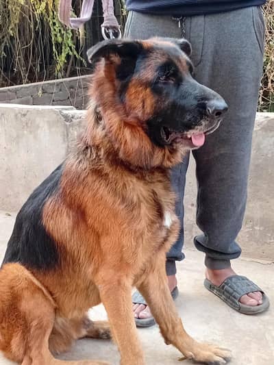 German Shepherd Male