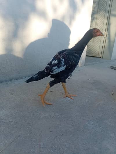 patha for sale/exchange