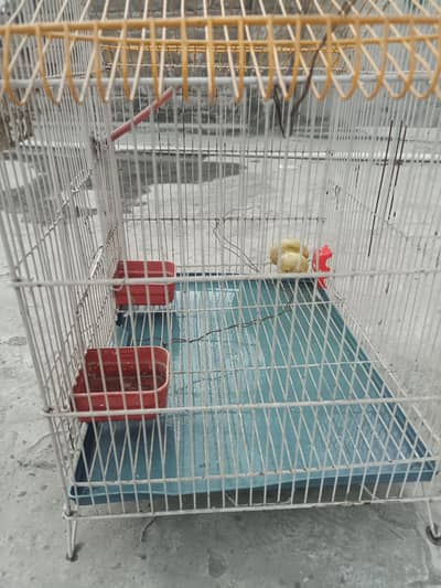 bird cage for sale
