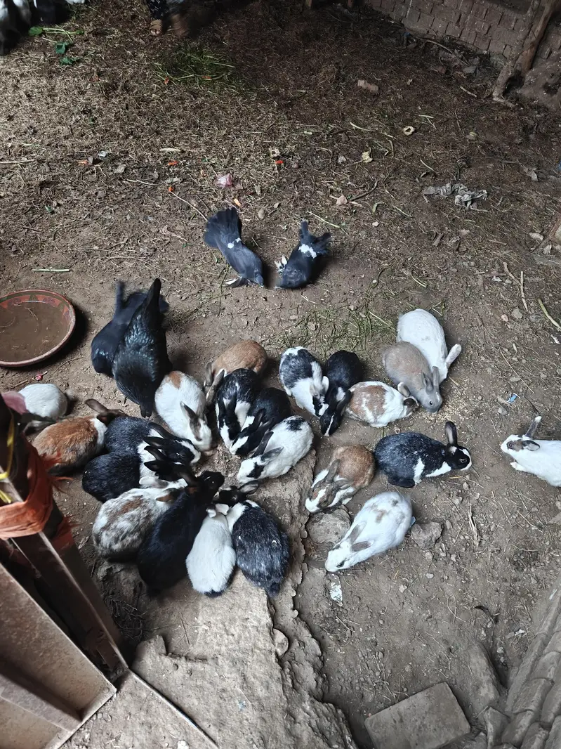 rabbits  pair