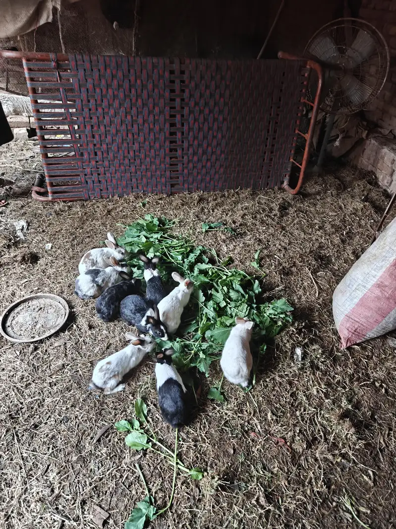 rabbits  pair — photo 2