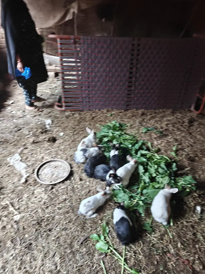 rabbits  pair — photo 3