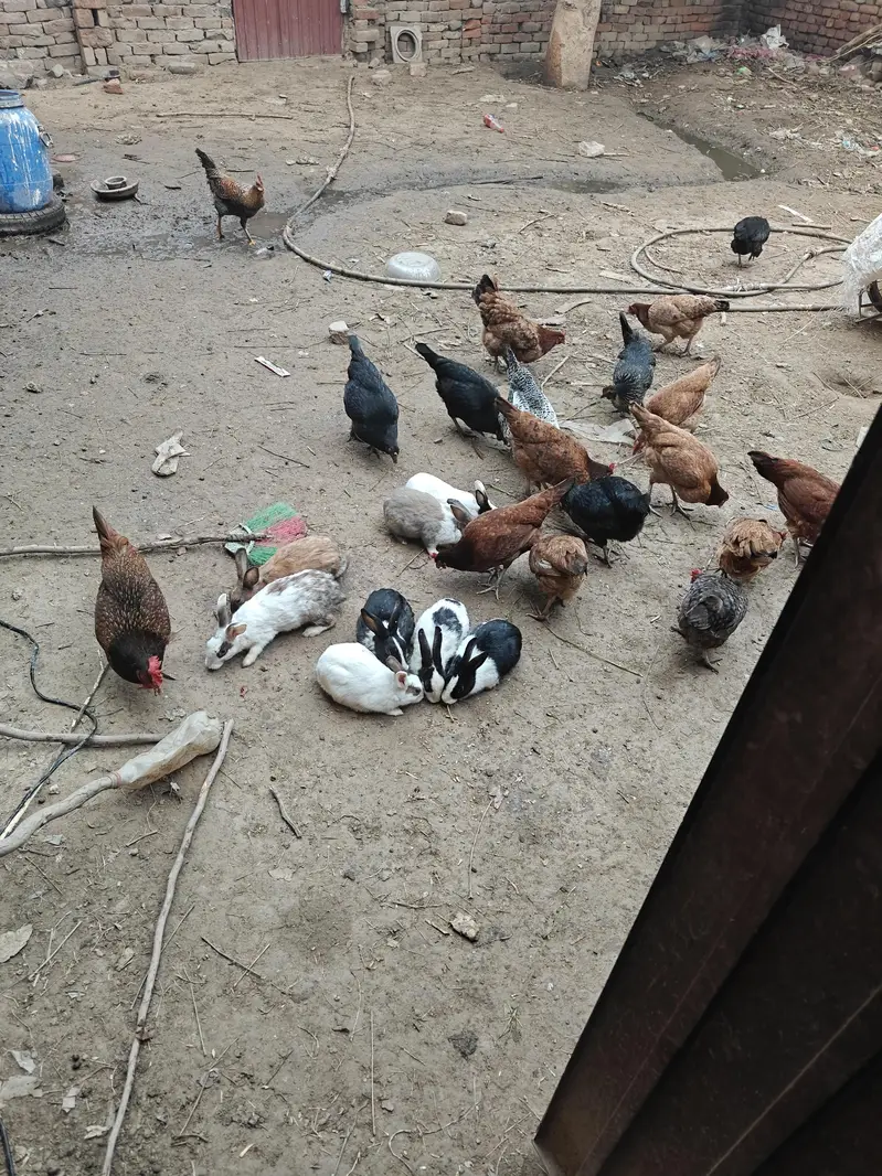 rabbits  pair — photo 4