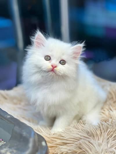 white persian kitten|Triple long coated  | punch Face| cat babies