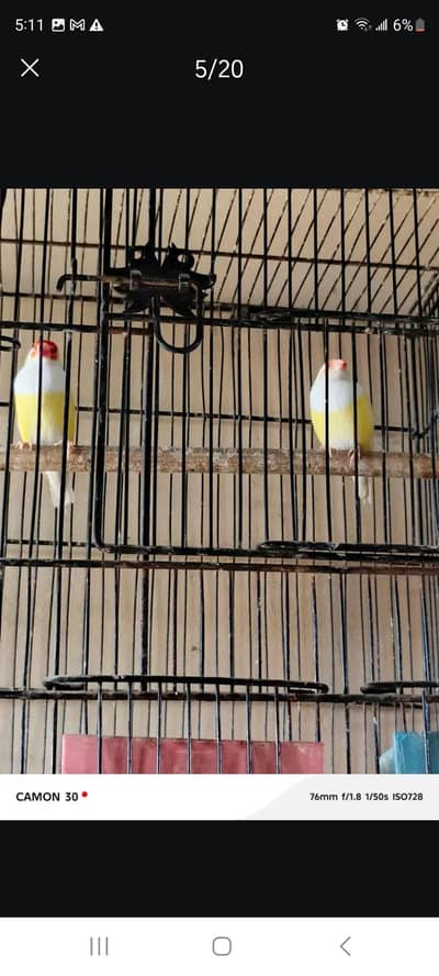 Red Eye Lady Gouldian