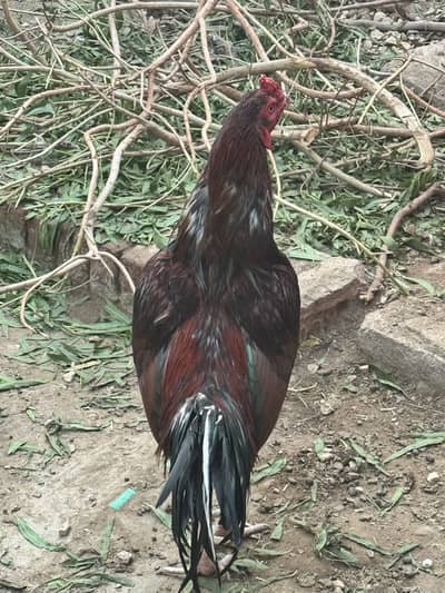 Sindhi Aseel rooster