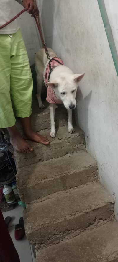 urgent sale contact number 03074613501