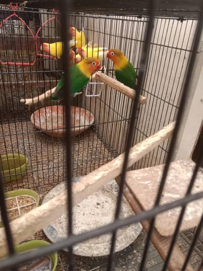 2 peirs love Baird's for sale with 5 eggs