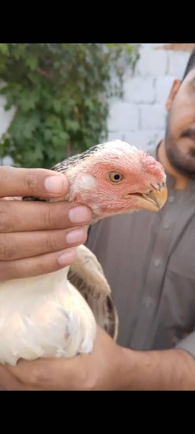 Indian parrot beak female for sale pathi ma koi msla ni hai