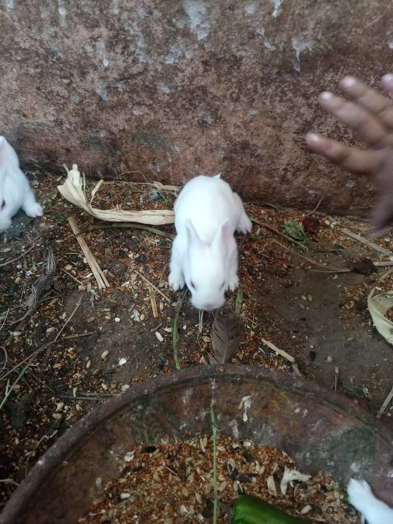Rabbit Red eyes|Rabbits |Imported Breed |High Quality Rabbits|Bunnies ...