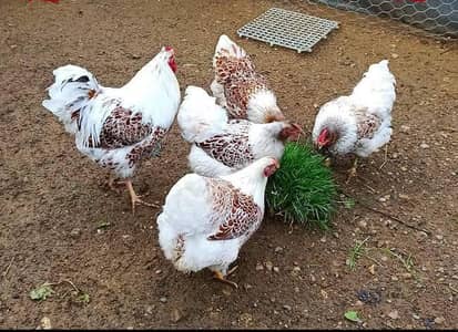 Red blue lacced wyandotte/light brahama/Yokohama/fancy hen/brahma/ hen