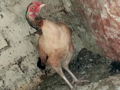 assel murgi for sale