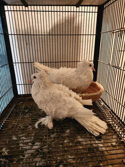 Frill King Cherry Swallow