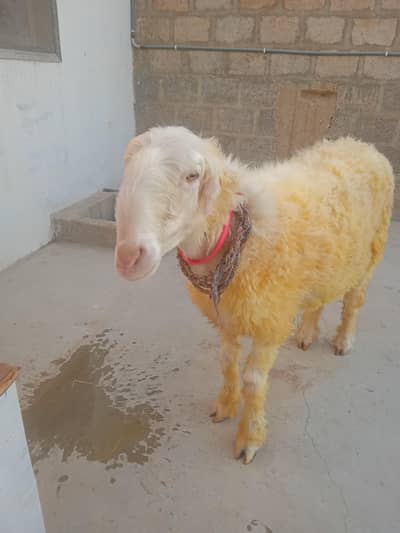 BEAUTIFUL SHEEP 2 MONTHS GABAN